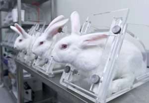 rabbits lab shutterstock 300x208 - تست حیوانی لوازم آرایشی چگونه است ؟